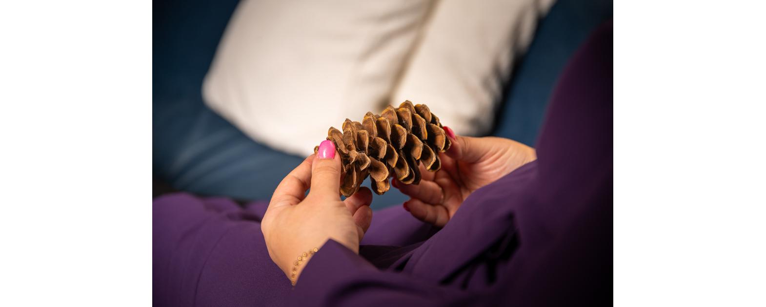 Lähikuva käsistä pitelemässä suurta käpyä